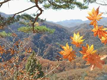 城乡医疗保险去哪里办理-城乡居民医疗保险去哪里办理